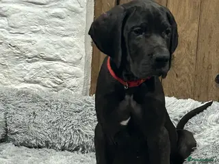 Great Dane dogs Stunning Great Dane Puppies, 4th generation - Advert 2