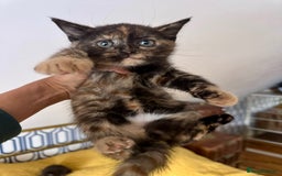 British Shorthair cats for sale: Pure British Shorthair Kittens Ready Now! - Image 9