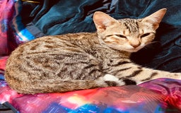 Mixed Breed cats for sale: 50/50 Bengal kittens - Image 2