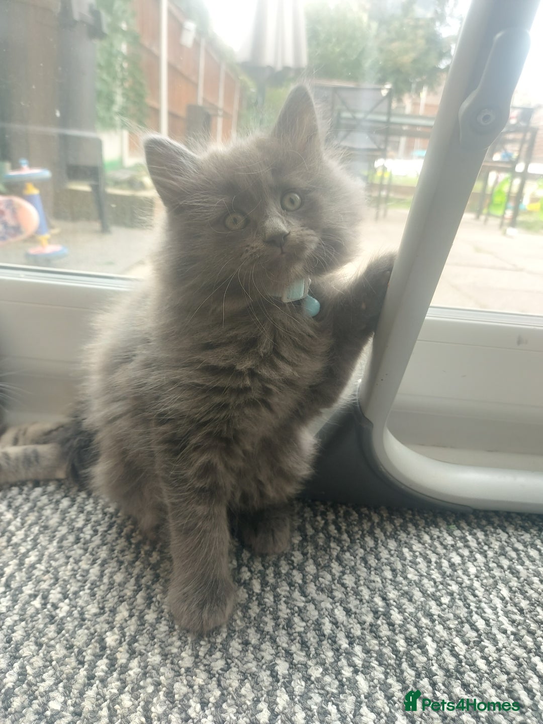 RagaMuffin cats for sale: Tabby X Ragdoll Kittens - Image 3