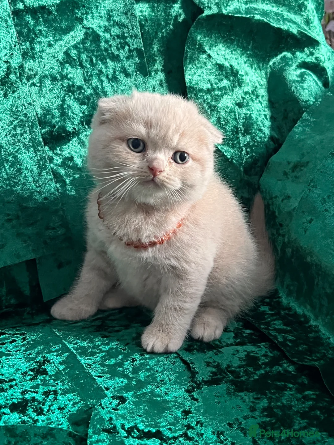 Scottish Fold cats for sale: 😻SCOTTISH FOLD 😻 CREAM & RED COLOUR 😻 - Advert 19