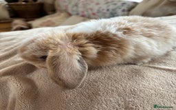 Mini Lop rabbits for sale: Beautiful mini lop rabbits - Image 6