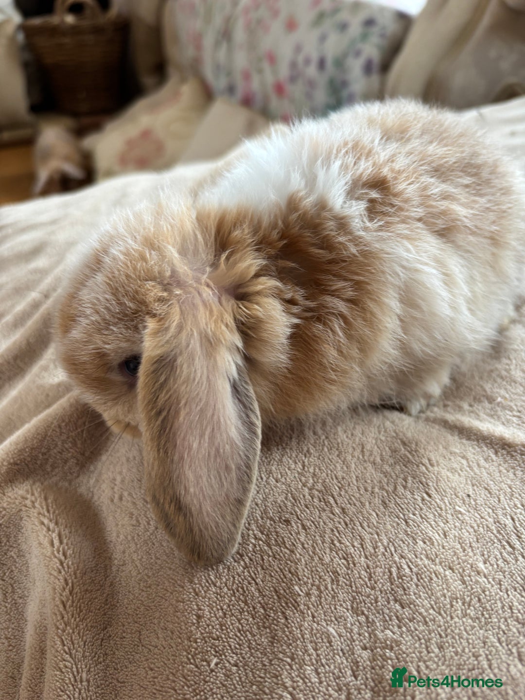 Mini Lop rabbits for sale: Beautiful mini lop rabbits - Image 6