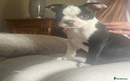 Boston Terrier dogs for sale: How is she the last puppy she’s perfect!  - Image 19