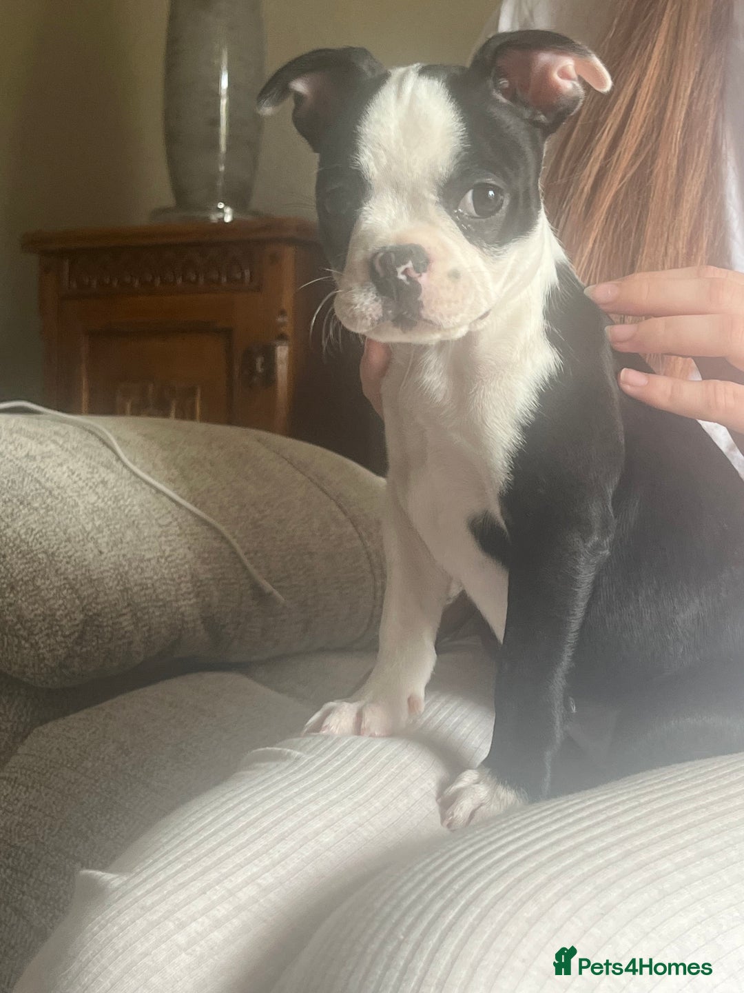 Boston Terrier dogs for sale: How is she the last puppy she’s perfect!  - Image 19