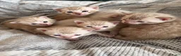 Bengal cats for sale: Albino & Snow Lynx Bengal Kittens, TICA Regs - Advert 18