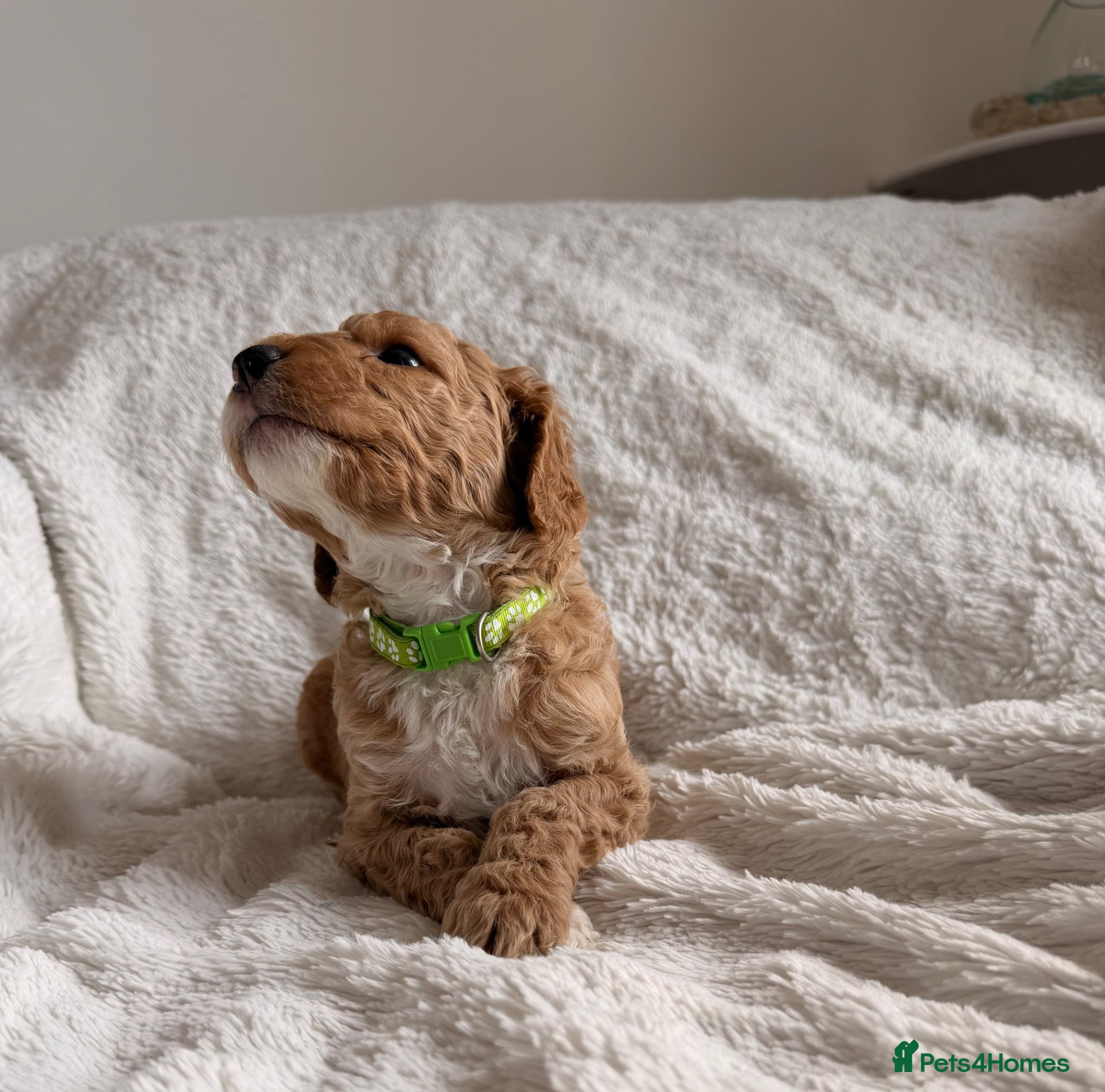 Mini Goldendoodle dogs EXCEPTIONAL AUSTRALIAN DOODLES 🐾 HEALTH TESTED🐾  - Advert 2