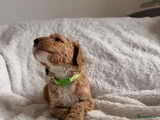 Mini Goldendoodle dogs EXCEPTIONAL AUSTRALIAN DOODLES 🐾 HEALTH TESTED🐾 - Advert 2