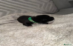 Mixed Breed dogs for sale: Cane corso mix Akita  - Image 35
