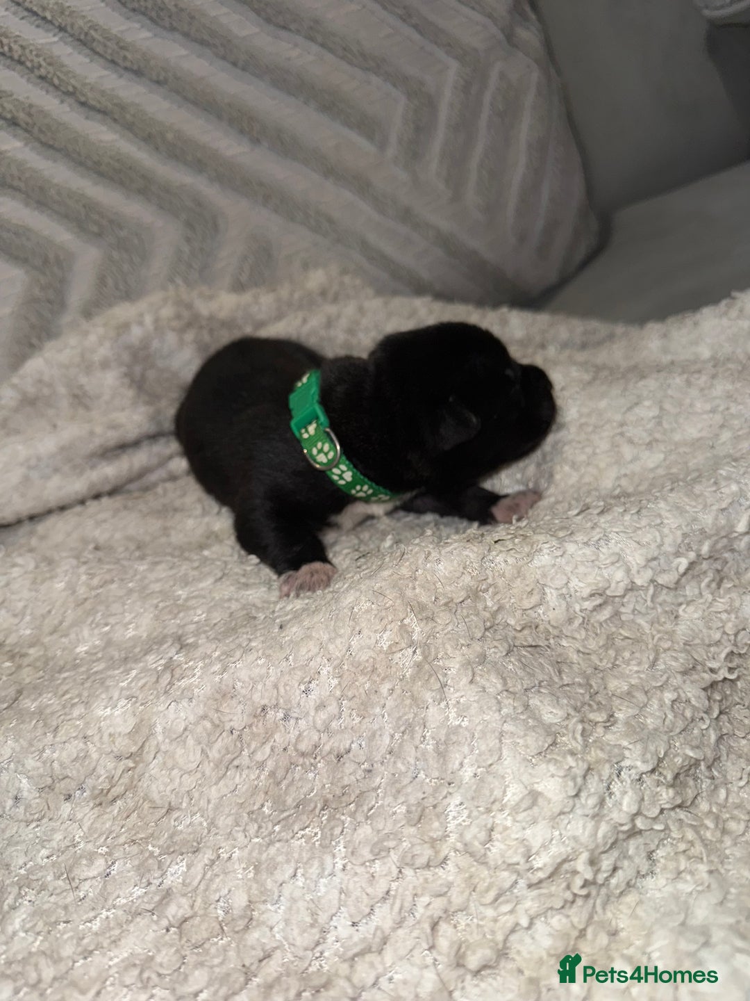 Mixed Breed dogs for sale: Cane corso mix Akita  - Image 35