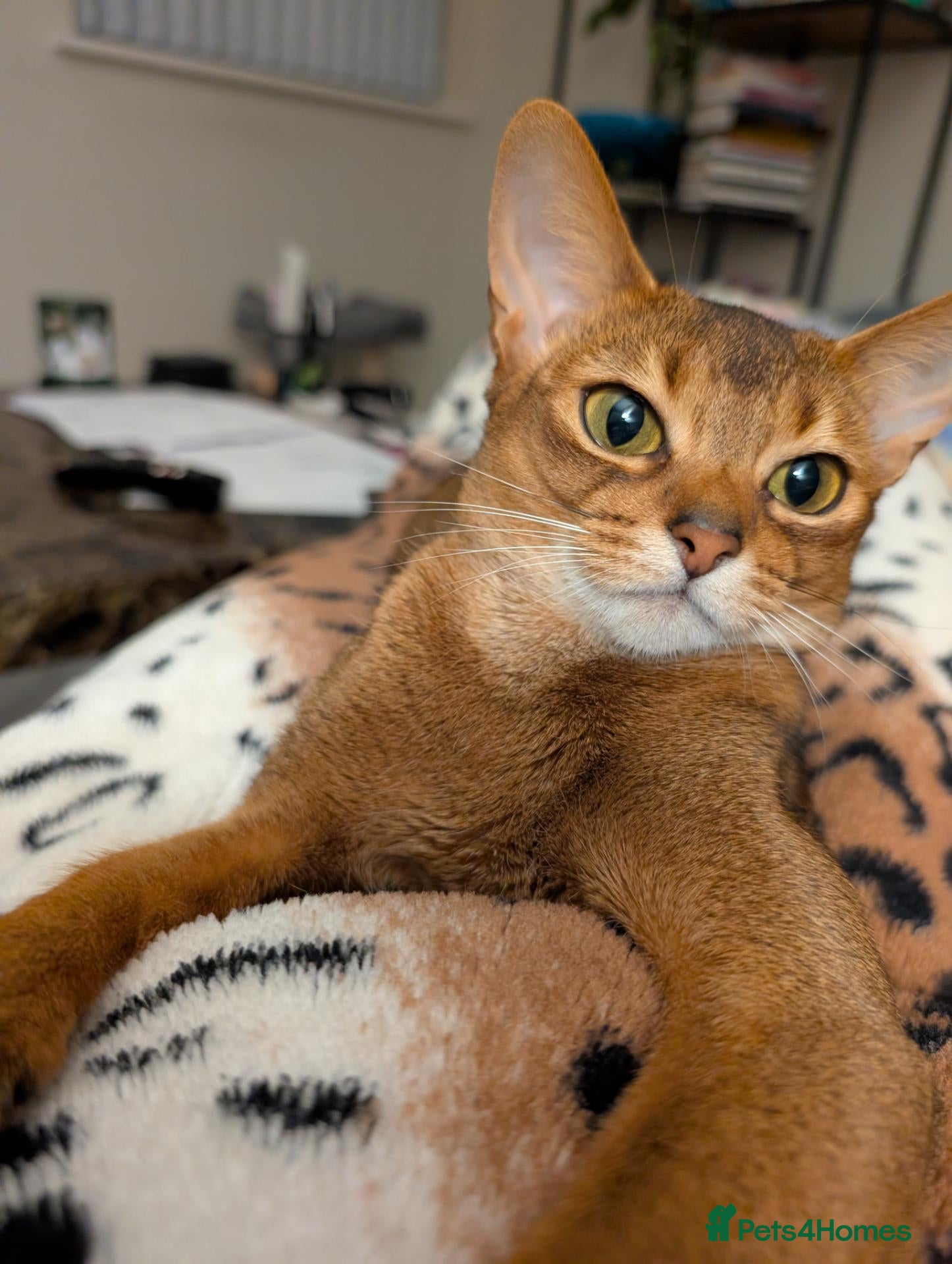 Abyssinian cats 🩷🩷 Sweet girl 🩷🩷  - Advert 4