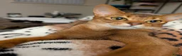 Abyssinian cats for sale: 🩷🩷 Sweet girl 🩷🩷  - Advert 1