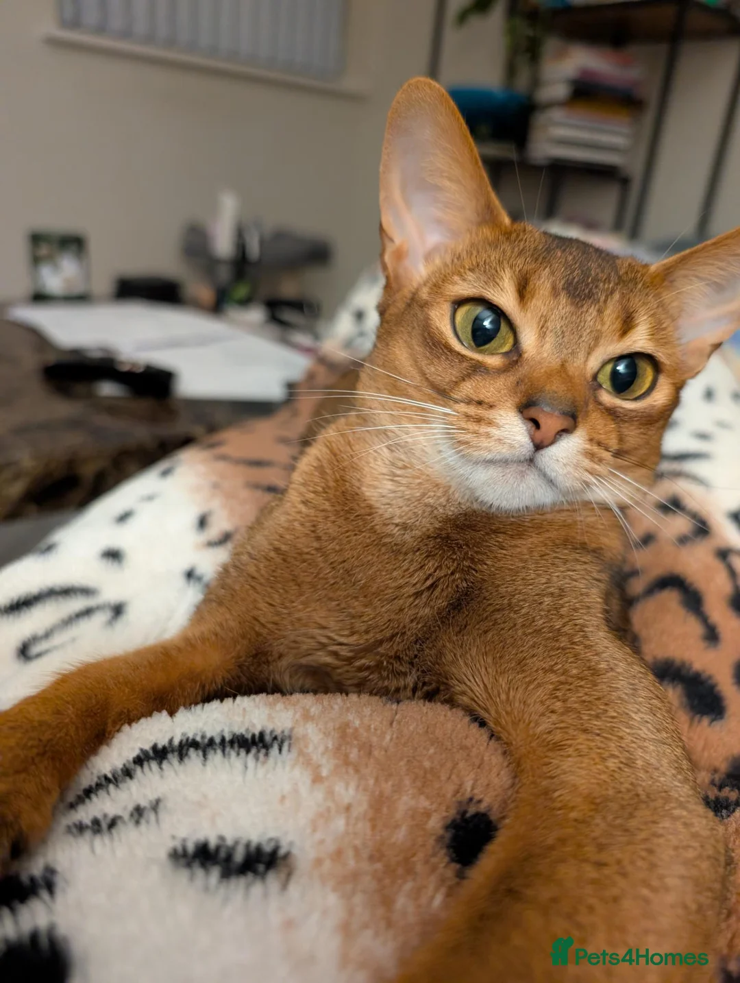 Abyssinian cats for sale: 🩷🩷 Sweet girl 🩷🩷  - Advert 1