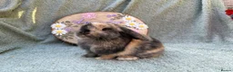 Mini Lop rabbits for sale: 2 mini lop bucks - Advert 11