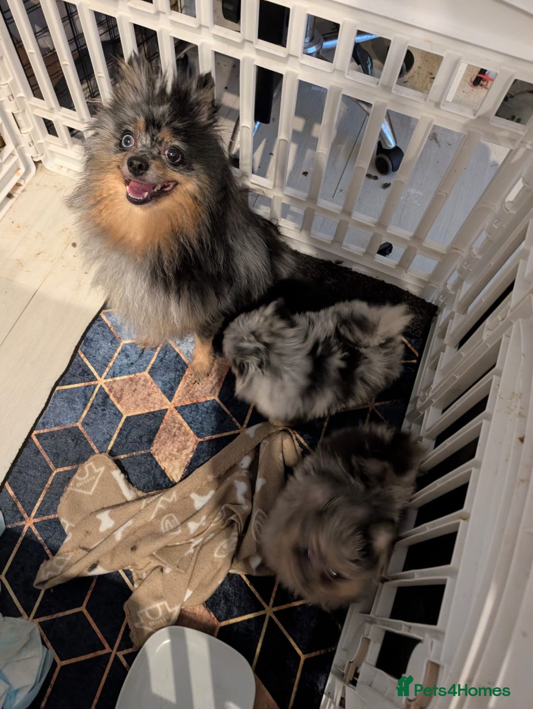 Pomeranian dogs for sale: 2 Stunning Pomeranian Puppies Ready For Homing Now - Image 4
