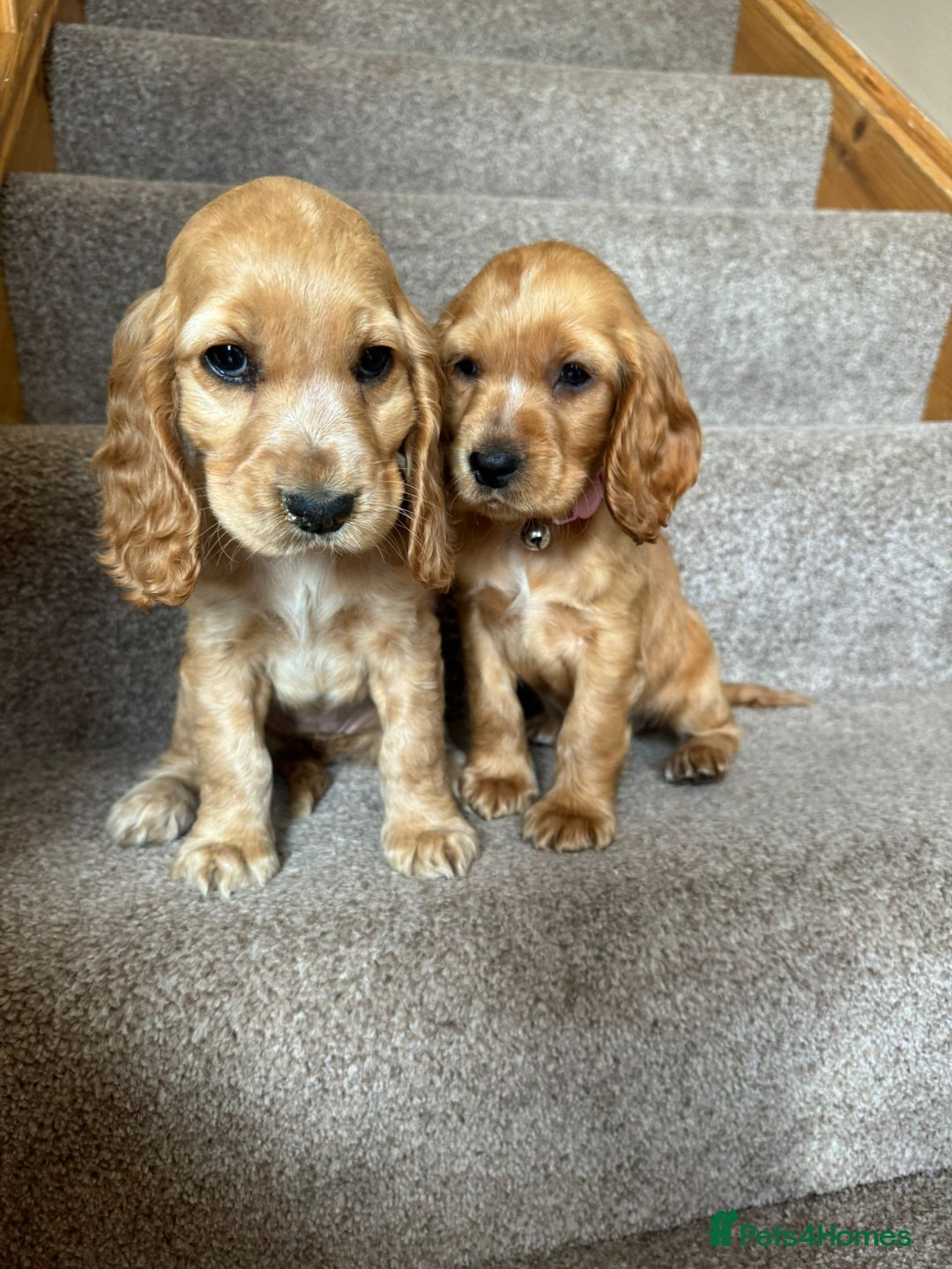 Cocker Spaniel dogs for sale: FULLY HEALTH CHECKED AND CLEARED  - Advert 2