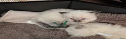 Ragdoll cats for sale: Ragdoll home reared kittens  - Advert 5