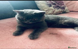 British Shorthair cats for sale: 🐾 Blue British Shorthair Kittens  🐾 - Image 15