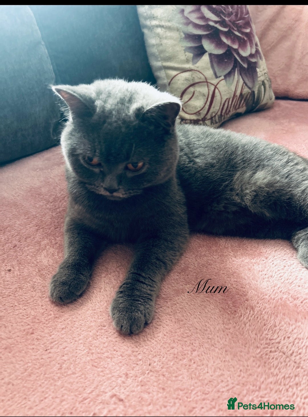 British Shorthair cats for sale: 🐾 Blue British Shorthair Kittens  🐾 - Image 15