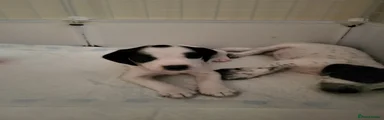 Mixed Breed 4