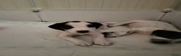 Mixed Breed dogs for sale: Springer cockadors in Swindon - Advert 5