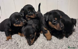 Lancashire Heeler dogs for sale: Lancashire Heelers - Image 4