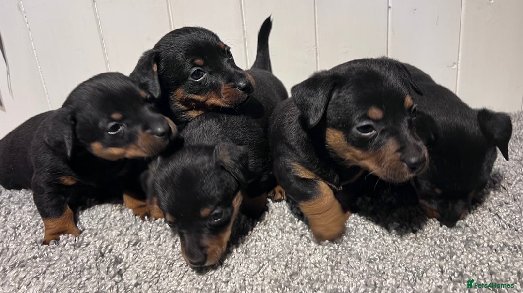 Lancashire Heeler dogs for sale: Lancashire Heelers - Image 4