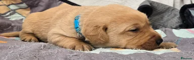Labrador Retriever Puppy 3 Light Blue