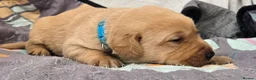 Labrador Retriever dogs for sale: Fox red labrador puppies KC Registered - Advert 20