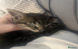 British Shorthair cats for sale: Beautiful kittens  - Image 14