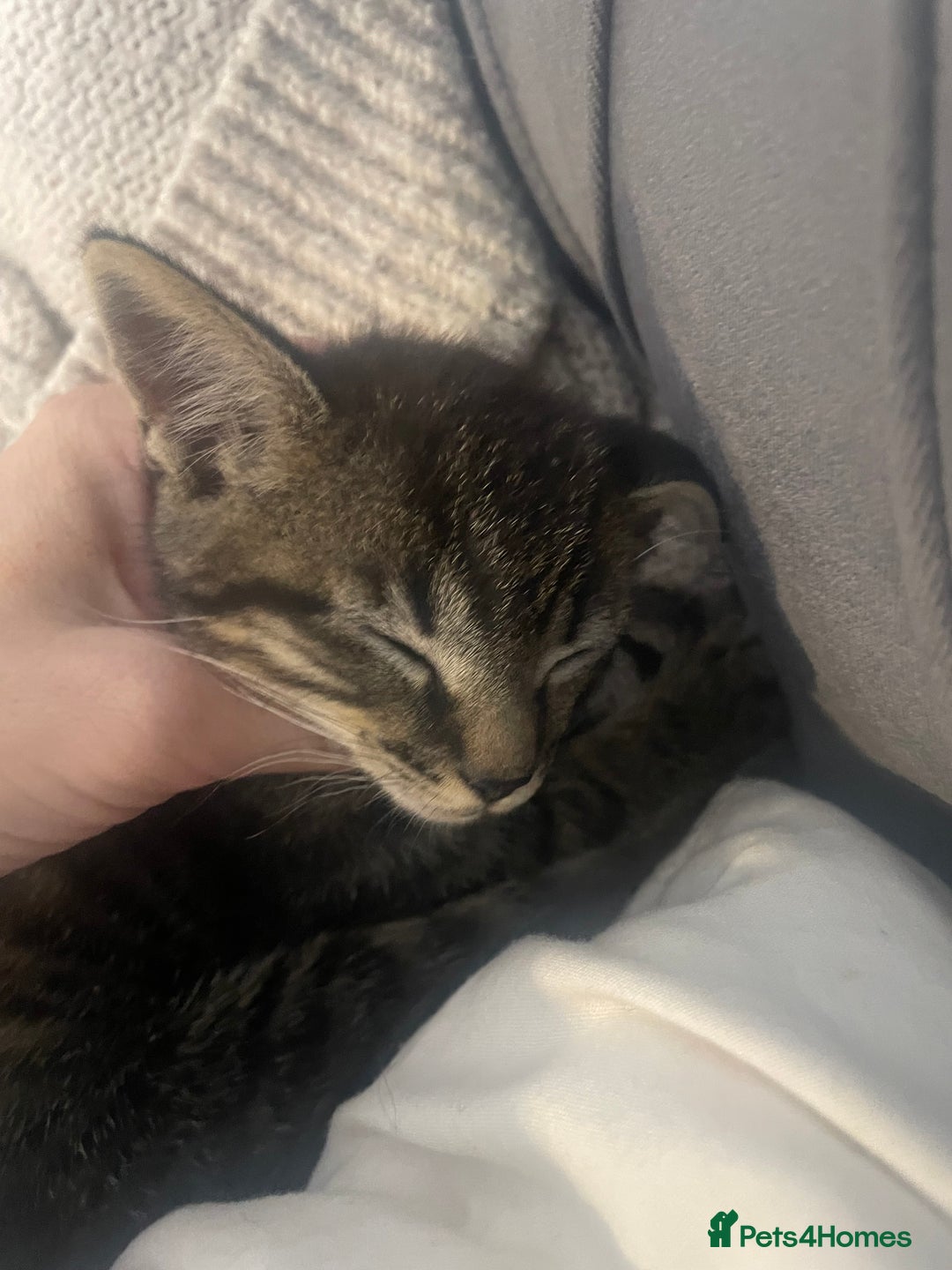 British Shorthair cats for sale: Beautiful kittens  - Image 14