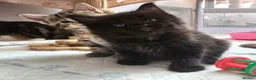 Mixed Breed cats for sale: Fantastic Four - Advert 11