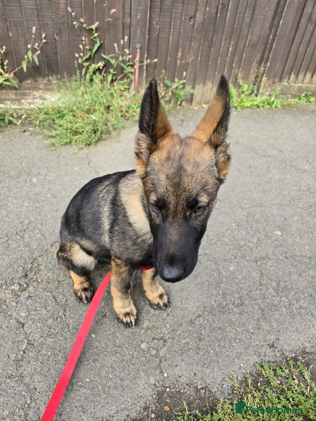 German Shepherd dogs for sale: German shepherd  - Image 5
