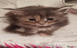 Maine Coon cats for sale: Fully health tested and Tica registered  in Great Missenden - Image 22