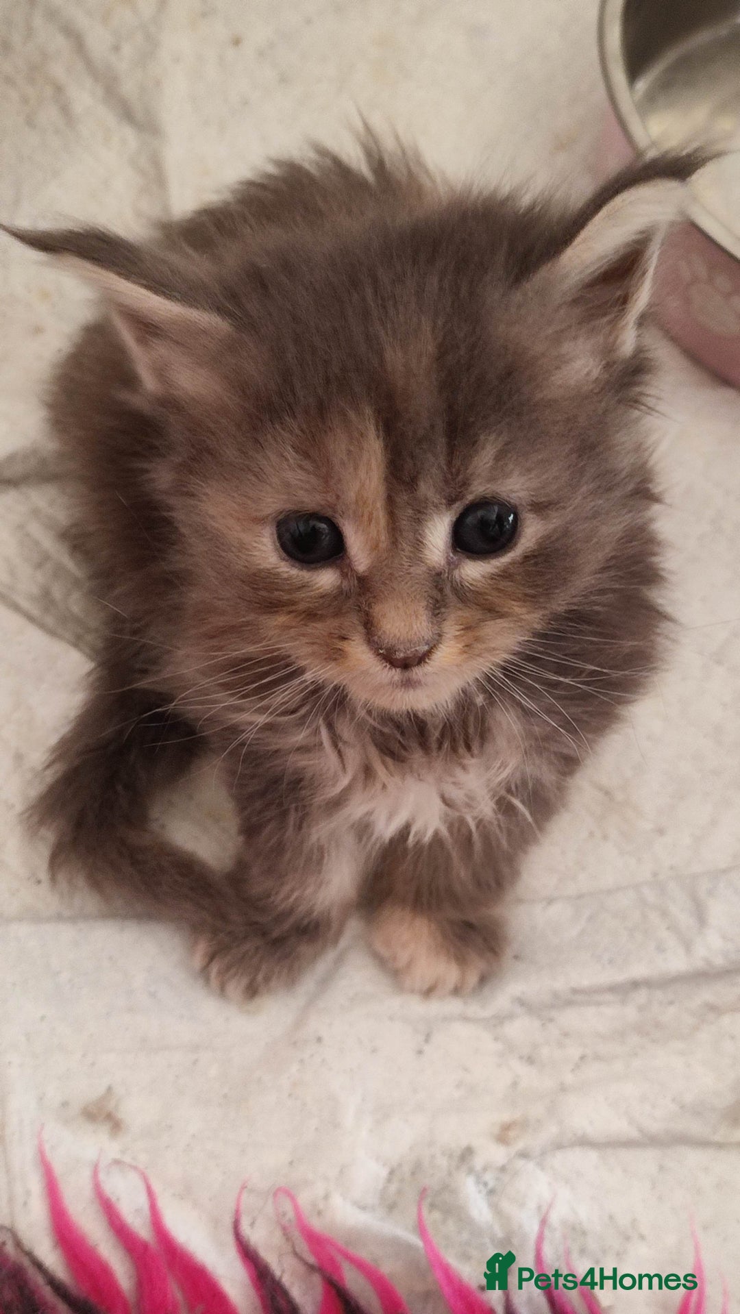 Maine Coon cats for sale: Fully health tested and Tica registered  in Great Missenden - Image 22