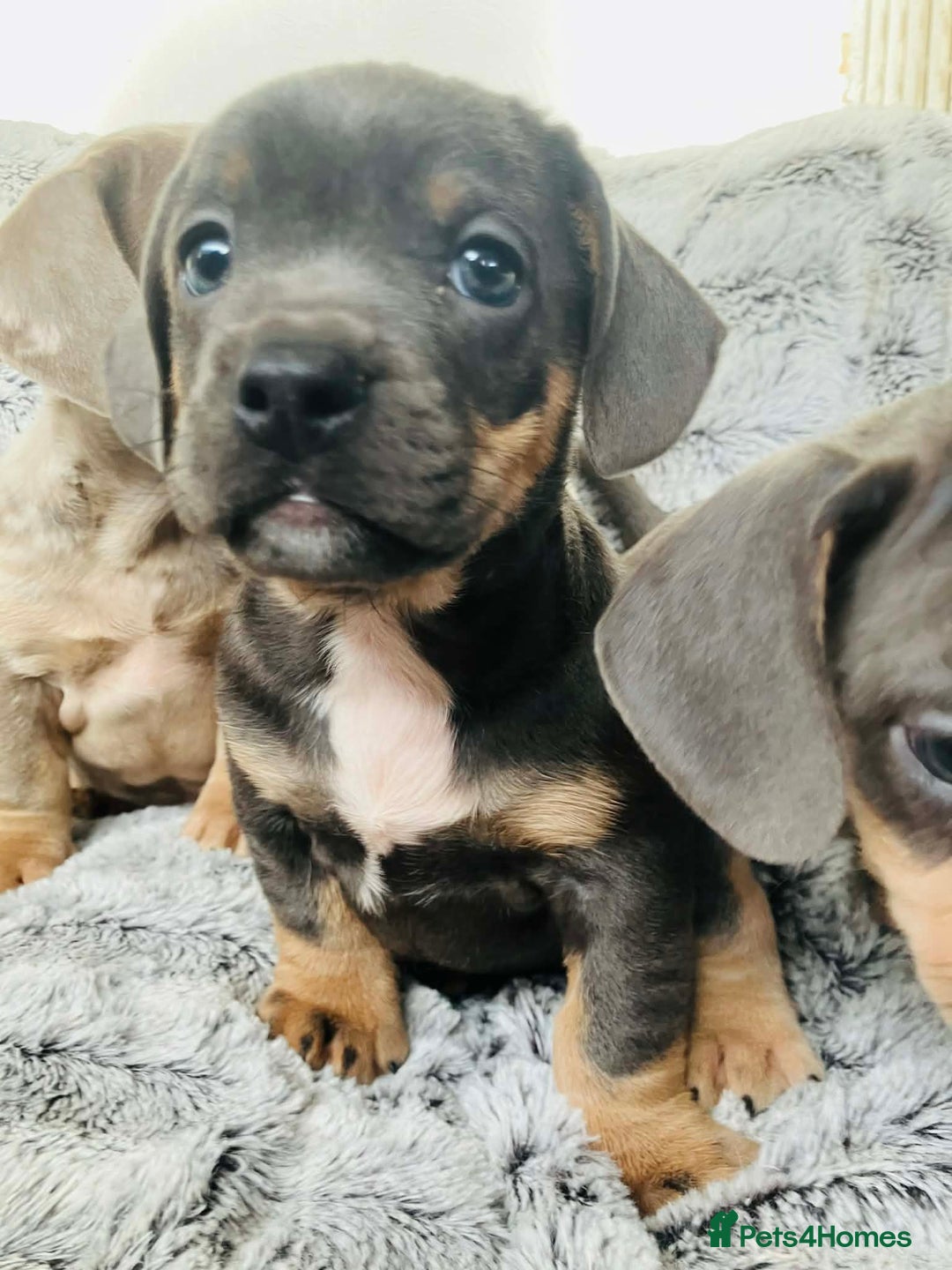 Mixed Breed dogs for sale: Bulldog x Mini Dachshund Puppies - Advert 13