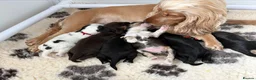Cocker Spaniel dogs for sale: Ready Now RKC Reg DNA CLEAR Show Cocker Female in Fareham - Advert 11