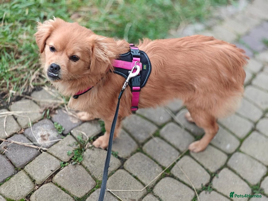 Mixed Breed dogs for adoption: 💖🐶 SILVIA 🐶💖 - Advert 12