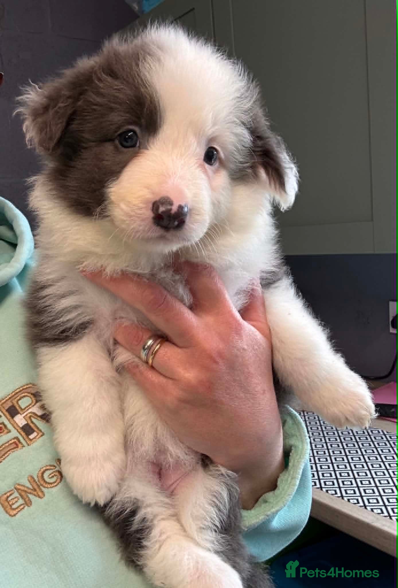 Border Collie dogs Outstanding Border Collie Puppies - Advert 1