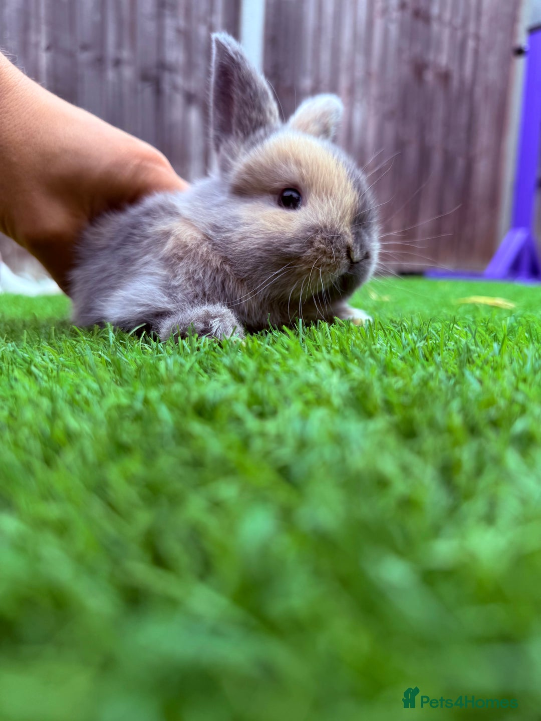 Mini Lop rabbits for sale: Mini Lop Rabbit  - Image 1