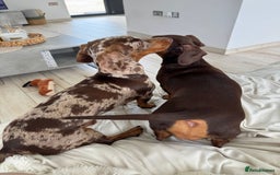 Miniature Dachshund dogs for stud: MINIATURE DAPPLE CHOC/ISABELLA DACHSHUND STUD - Advert 9