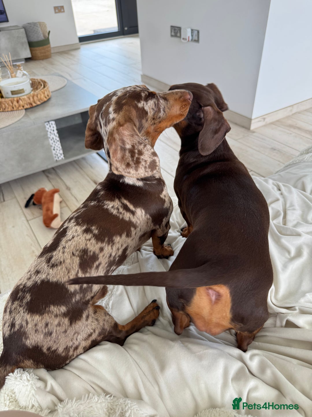 Miniature Dachshund dogs for stud: MINIATURE DAPPLE CHOC/ISABELLA DACHSHUND STUD - Advert 9