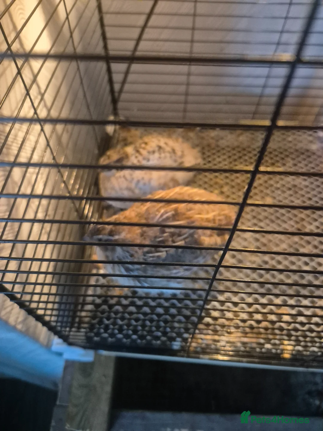 Quail poultry for sale: Mixed quail  in Newton-le-Willows - Advert 3