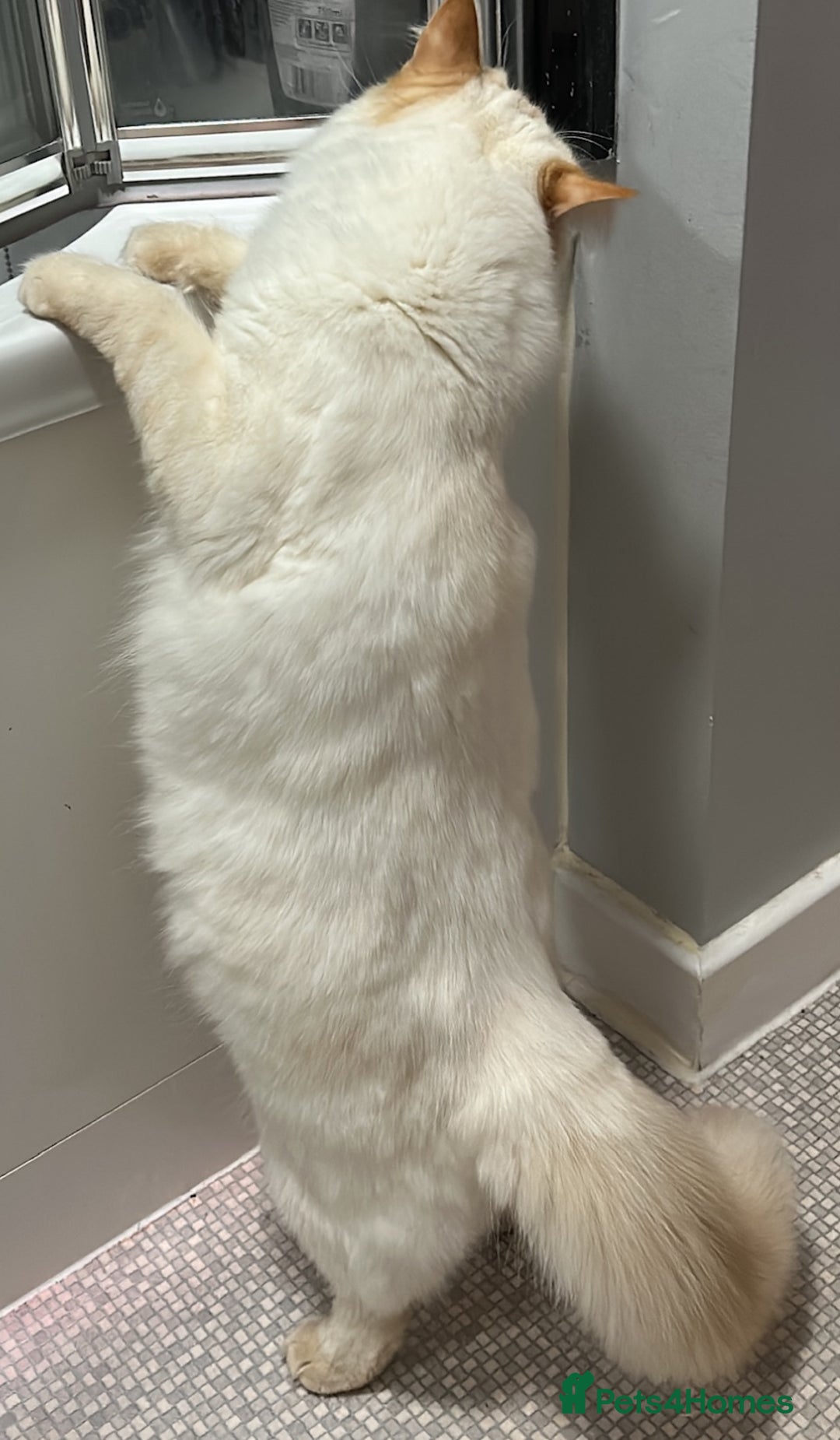 RagaMuffin cats for sale: Ghost - Image 6