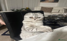 Scottish Fold cats for sale: Scottish female cat - Image 2
