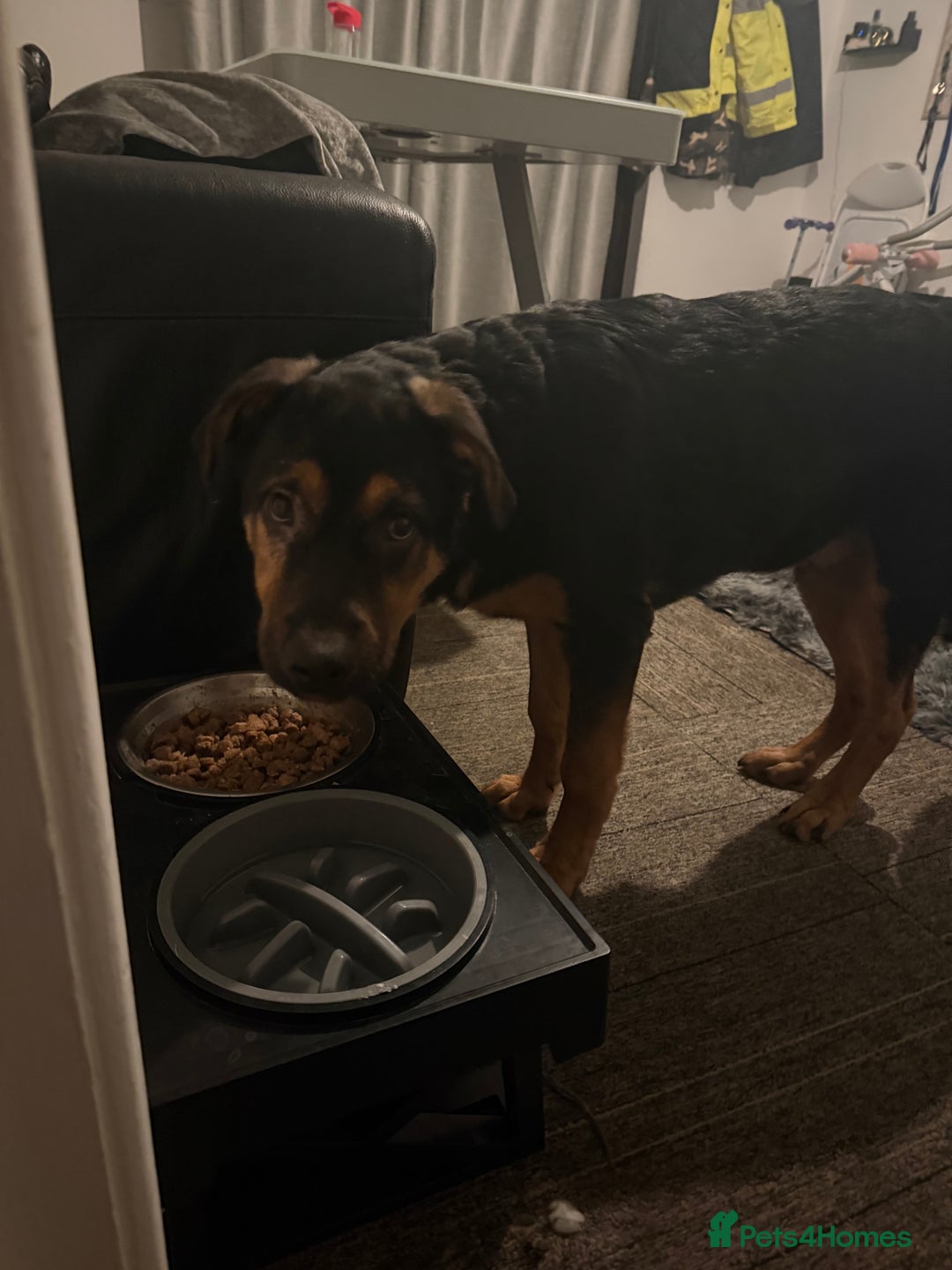 Mixed Breed dogs for sale: New home needed! - Advert 2