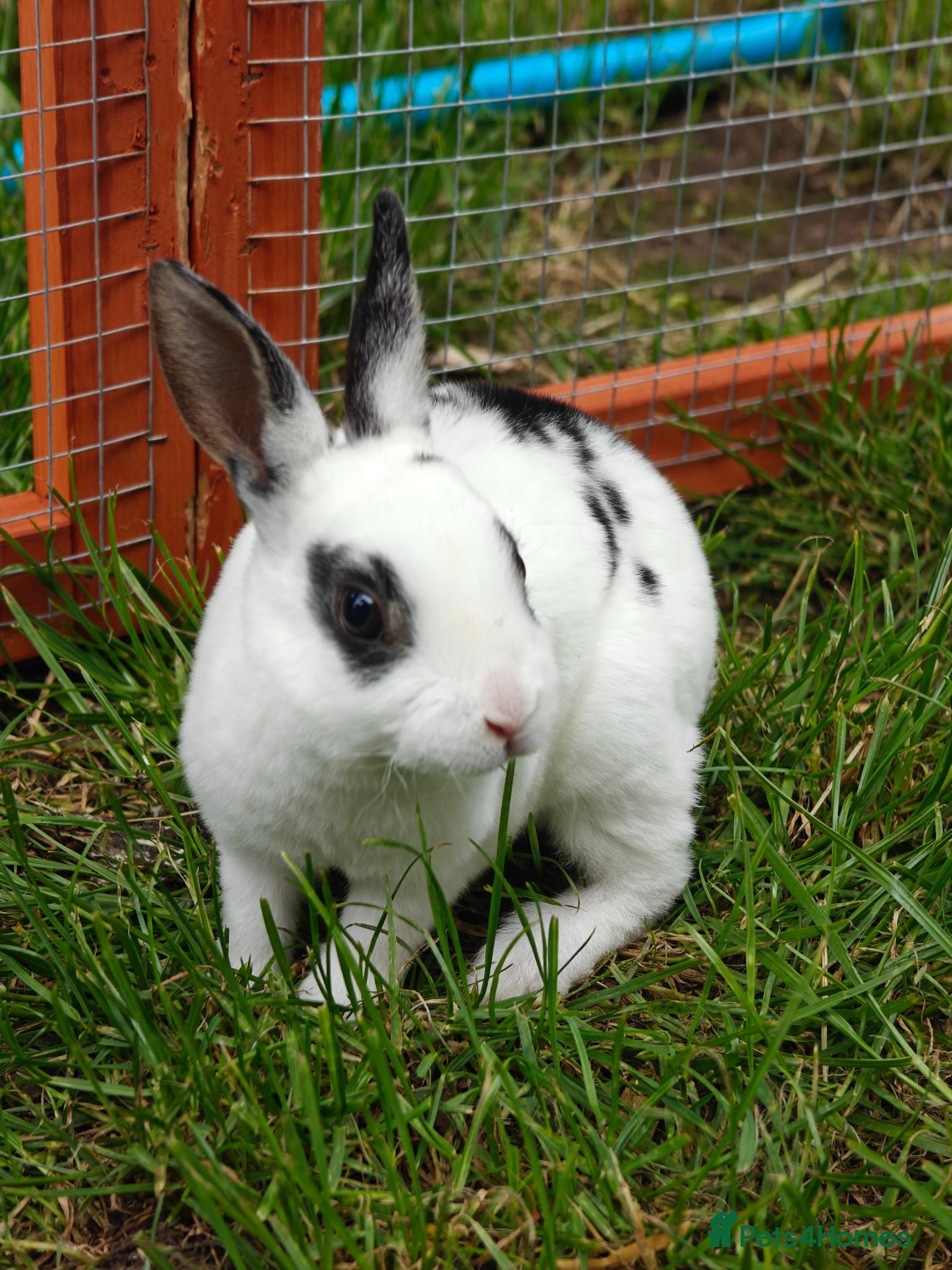 Rex rabbits Mini Rex Rabbits  - Advert 2