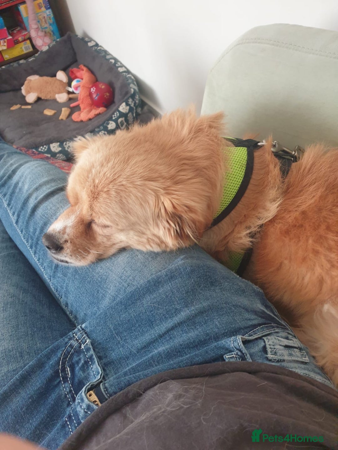 Mixed Breed dogs for adoption: 🐾 Roxy 💕 - Image 6