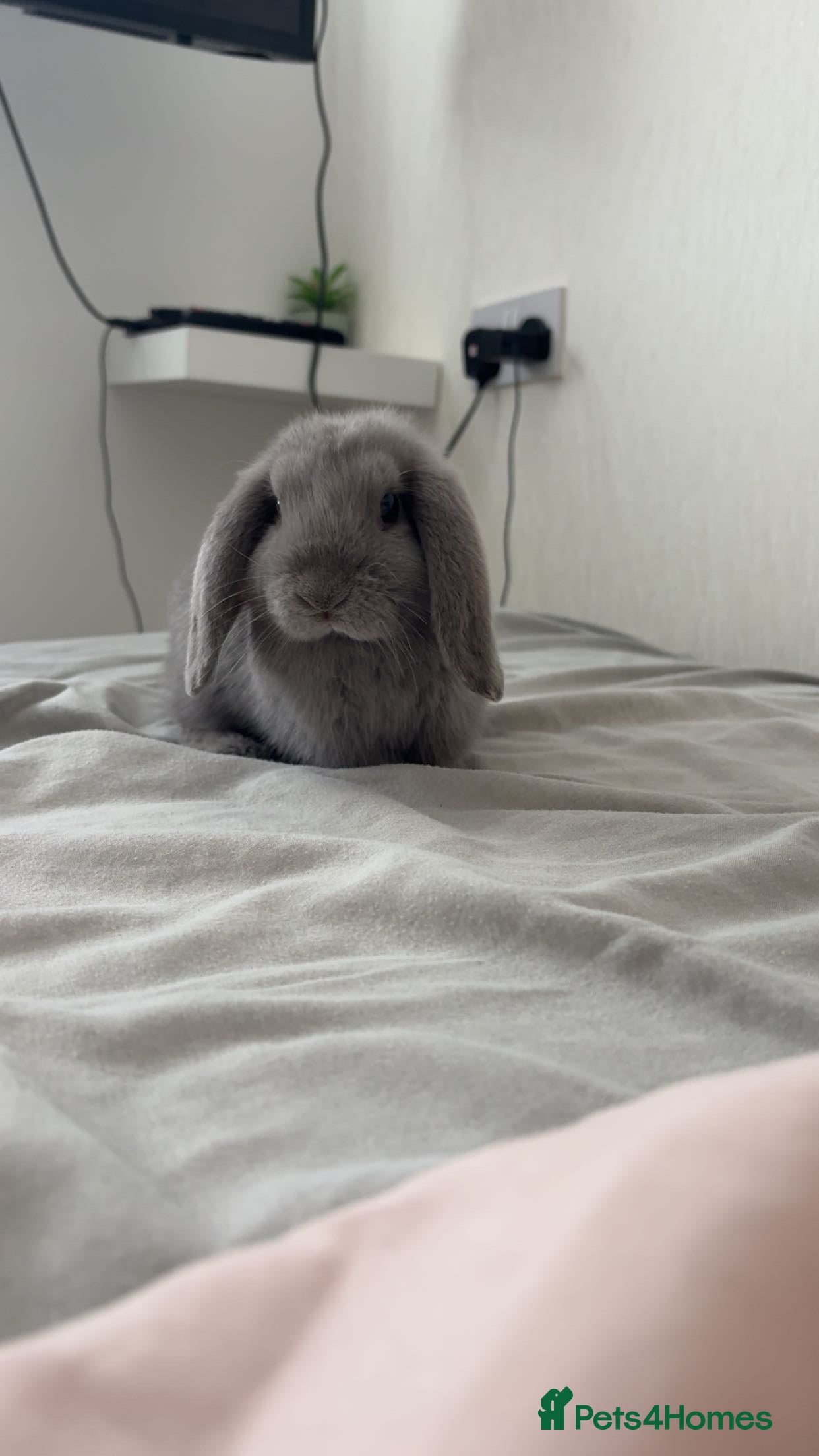 Mini Lop rabbits Beautiful mini lop boy  - Advert 2