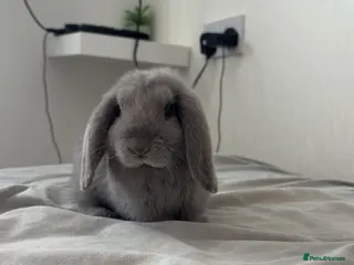 Mini Lop rabbits Beautiful mini lop boy - Advert 2